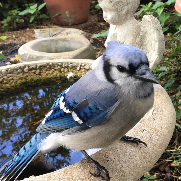 Yesteryear Memories of Blue Jays in my Garden... - Picture 5 of 5